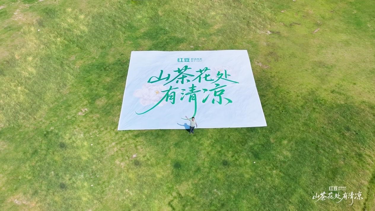 云顶集团3118棉山茶花1